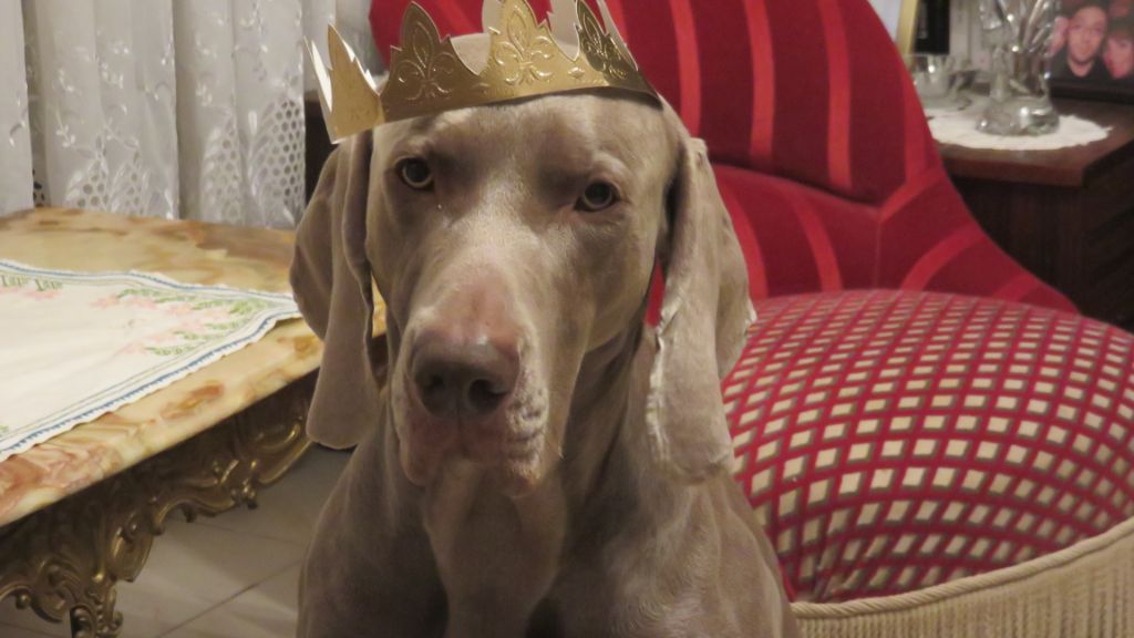 LORDAN de l'Elfe de Lohengrin au cours de ses 4 ANS